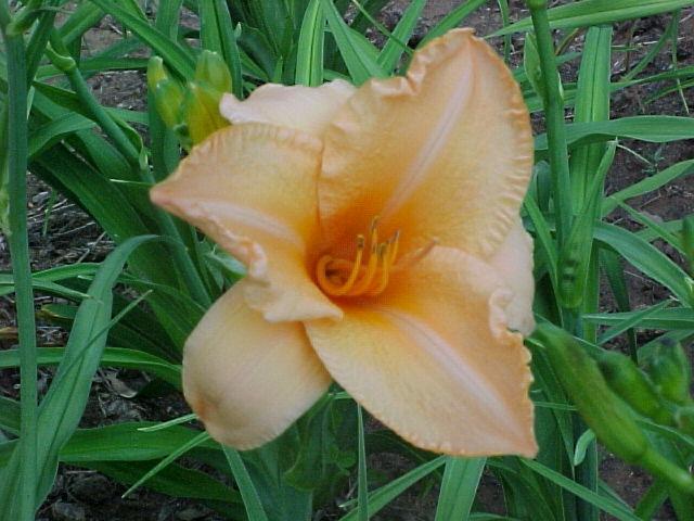 Photo of Daylily (Hemerocallis 'Flames of Fortune') uploaded by Calif_Sue