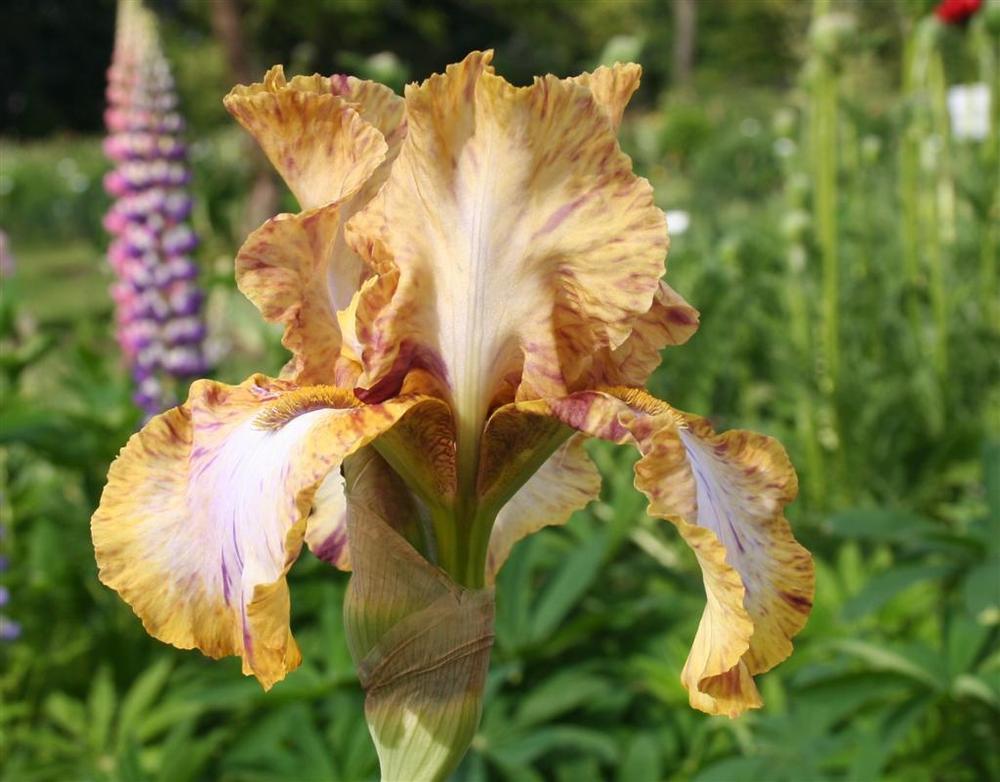 Photo of Tall Bearded Iris (Iris 'Toucan Tango') uploaded by KentPfeiffer