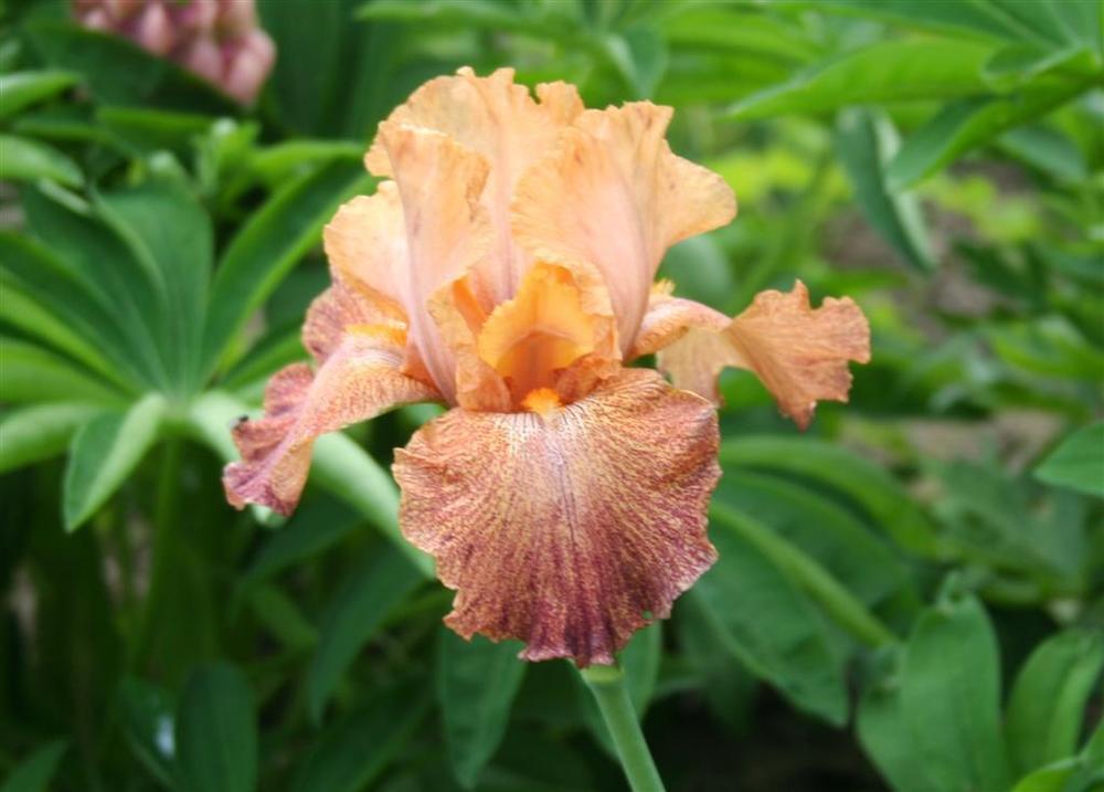 Photo of Tall Bearded Iris (Iris 'Tanzanian Tangerine') uploaded by KentPfeiffer