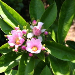 Location: St.Petersburg, Florida
Date: 2011-06-12
Pereskia grandifolia (Rose Catus)