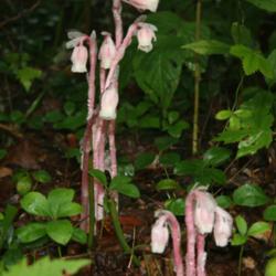 Location: Maggie Valley, North Carolina
Date: 2009-01-05
Indian Pipe (rare pink)