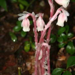 Location: Maggie Valley, NC
Date: 2009-01-05
Indian Pipe (rare pink)