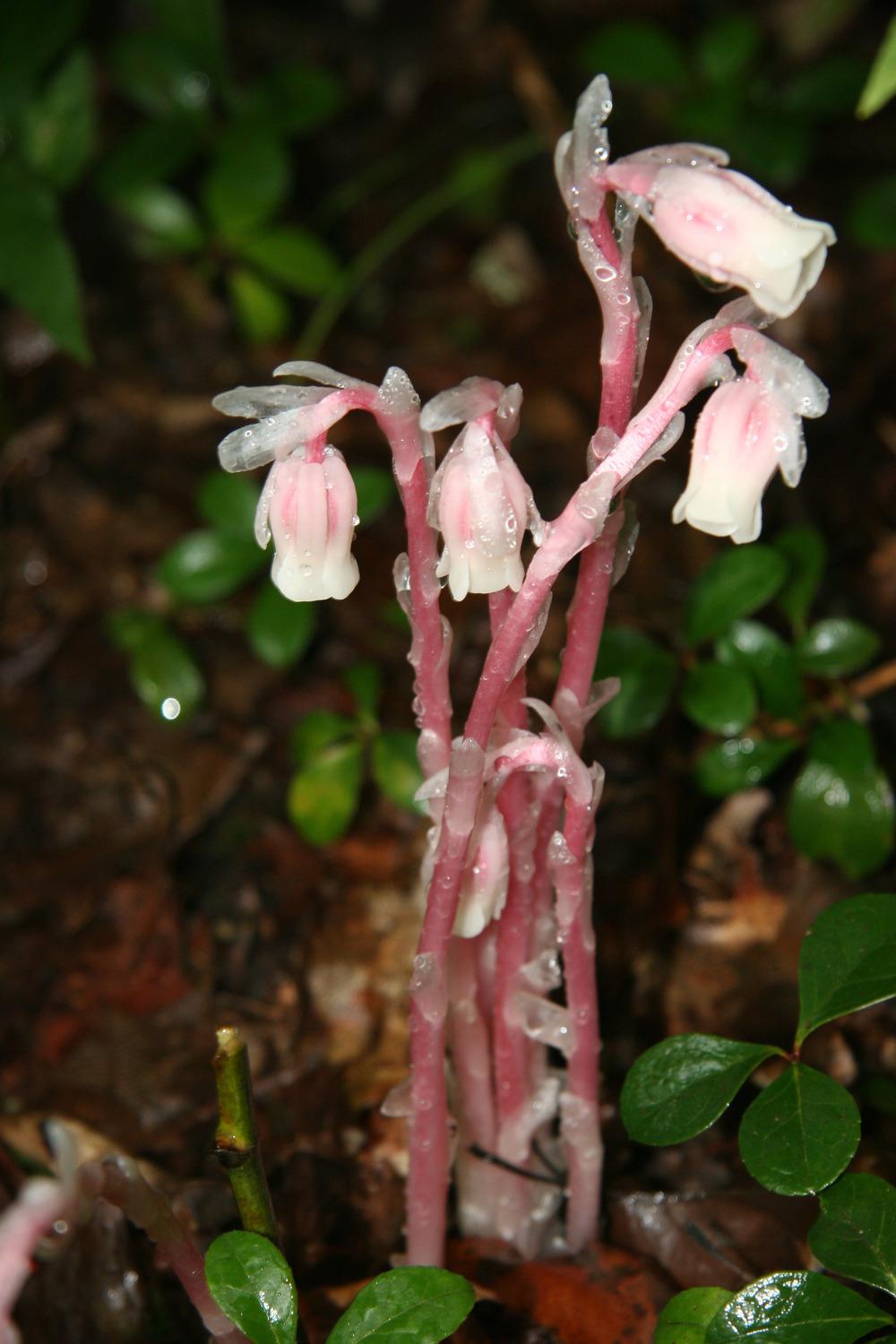 Photo of Indian Pipe (Monotropa uniflora) uploaded by RobertB