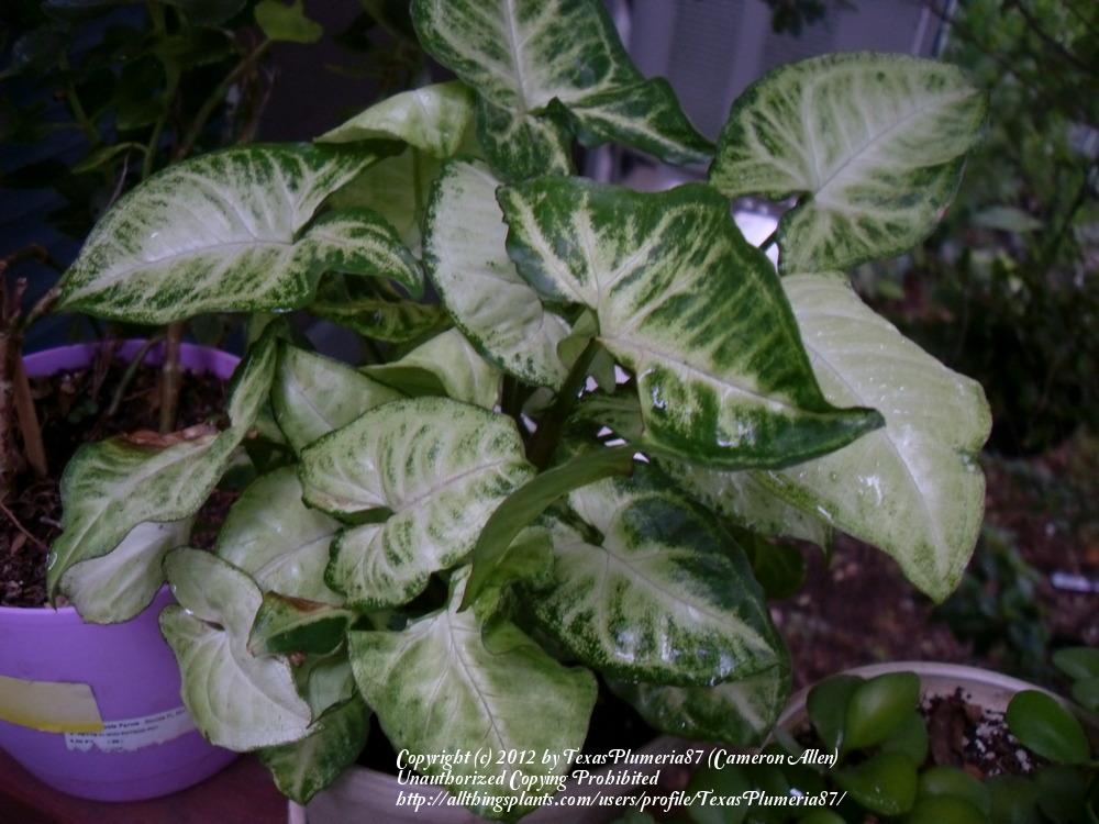 Photo of Arrowhead Plant (Syngonium podophyllum) uploaded by TexasPlumeria87