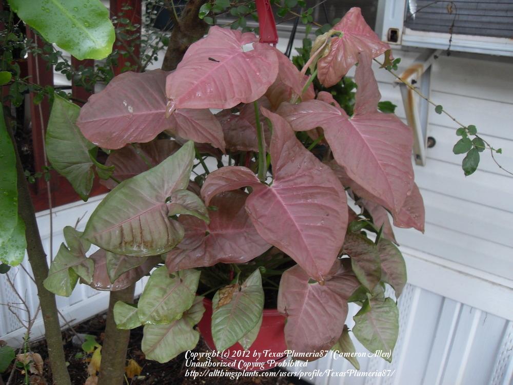 Photo of Arrowhead Vine (Syngonium podophyllum 'Berry Allusion') uploaded by TexasPlumeria87