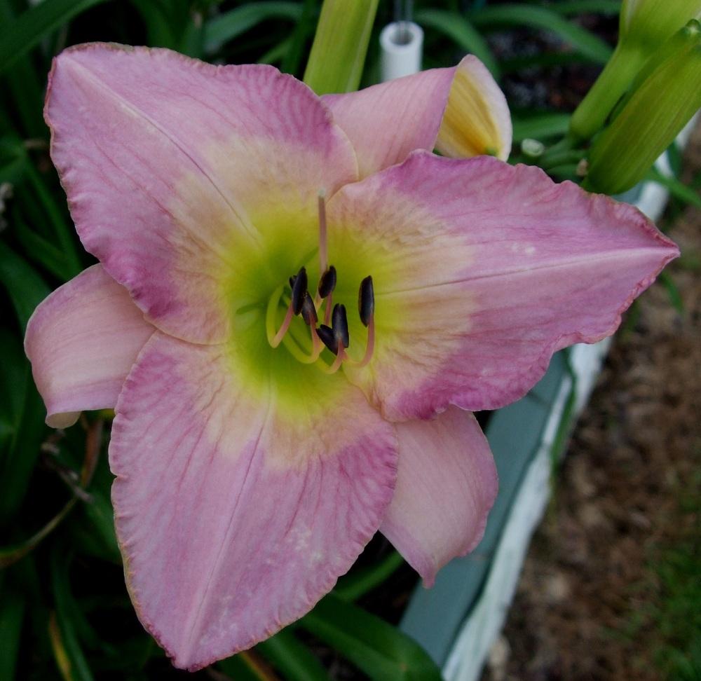 Photo of Daylily (Hemerocallis 'Sovereign Queen') uploaded by spunky1