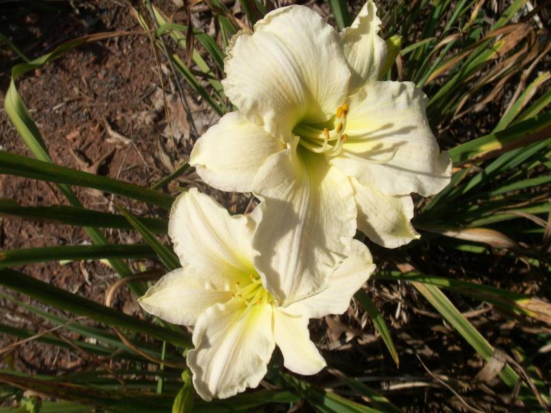 Photo of Daylily (Hemerocallis 'Tuscawilla Tranquillity') uploaded by Joy