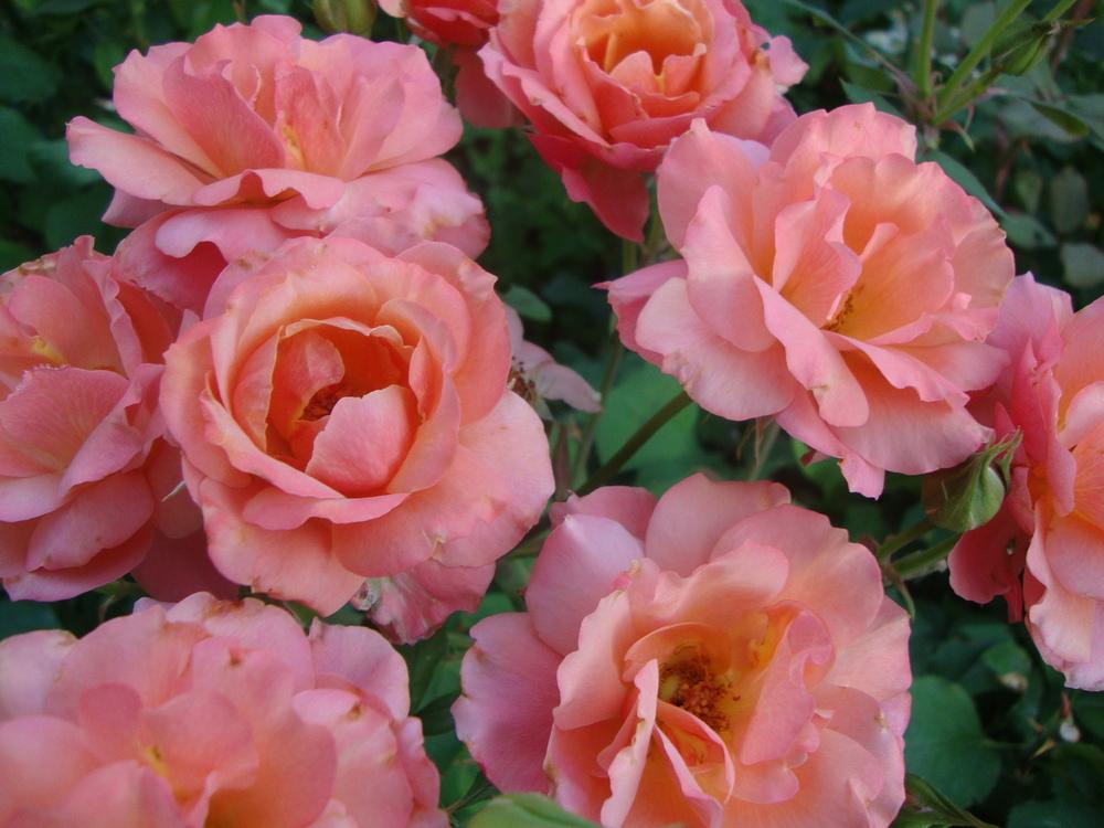 Photo of Rose (Rosa 'Tuscan Sun') uploaded by Paul2032