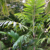 Macarthur Palm (Ptychosperma macarthurii)