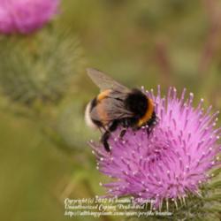 Location: On a waste land, Gent, Belgium
Date: 2012-07-08
With bumble queen!
