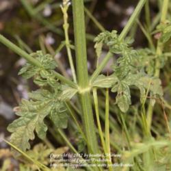 Location: On a waste land, Gent, Belgium
Date: 2012-07-10
stem and leaves