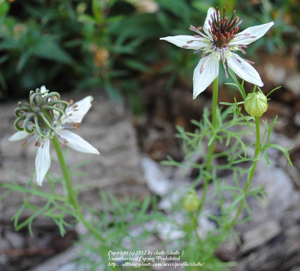 Photo of Spanish Love-in-a-Mist (Nigella hispanica 'African Bride') uploaded by chelle