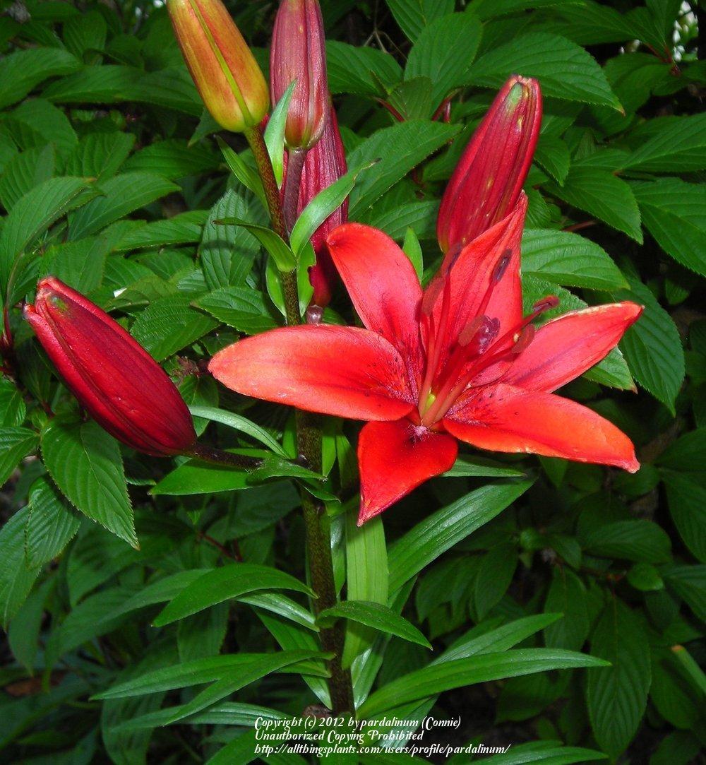 Photo of Lily (Lilium 'Claire') uploaded by pardalinum