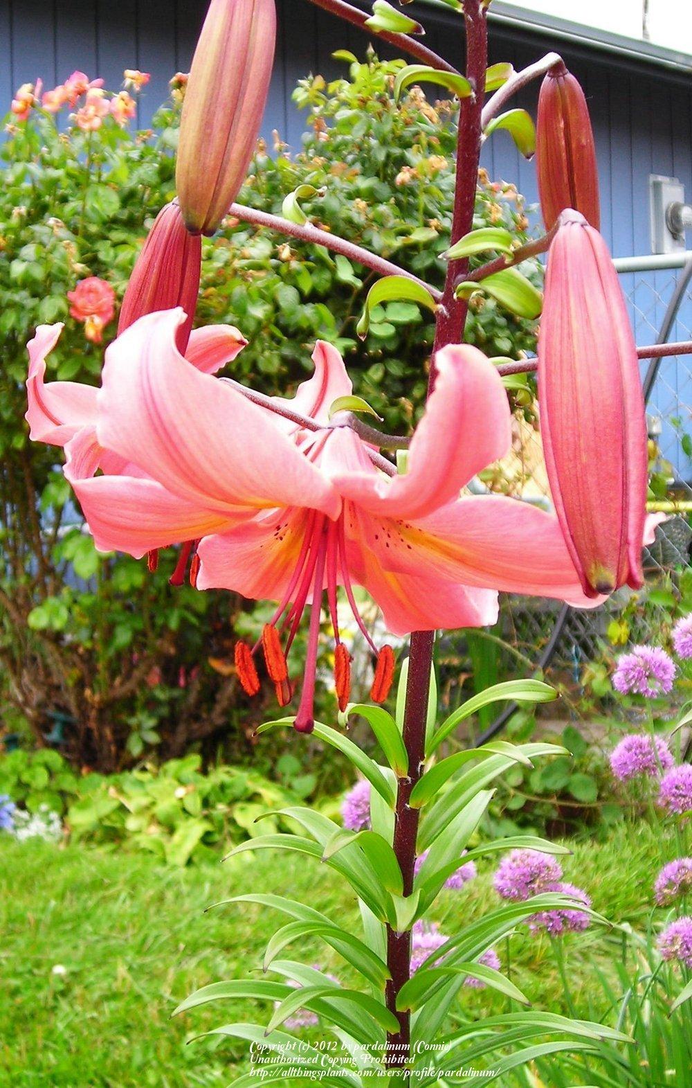 Photo of Lily (Lilium 'Pink Dream') uploaded by pardalinum