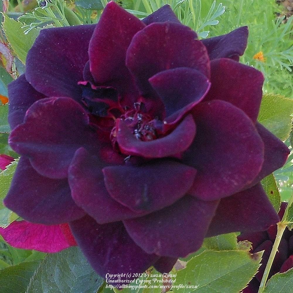 Photo of Rose (Rosa 'Black Beauty') uploaded by zuzu