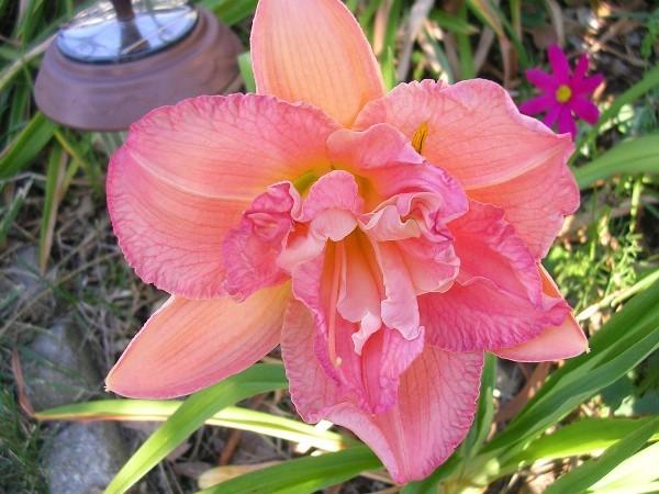 Photo of Daylily (Hemerocallis 'Pink Peppermint') uploaded by Hemlady