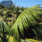 Kentia Palm on Lord Howe Island