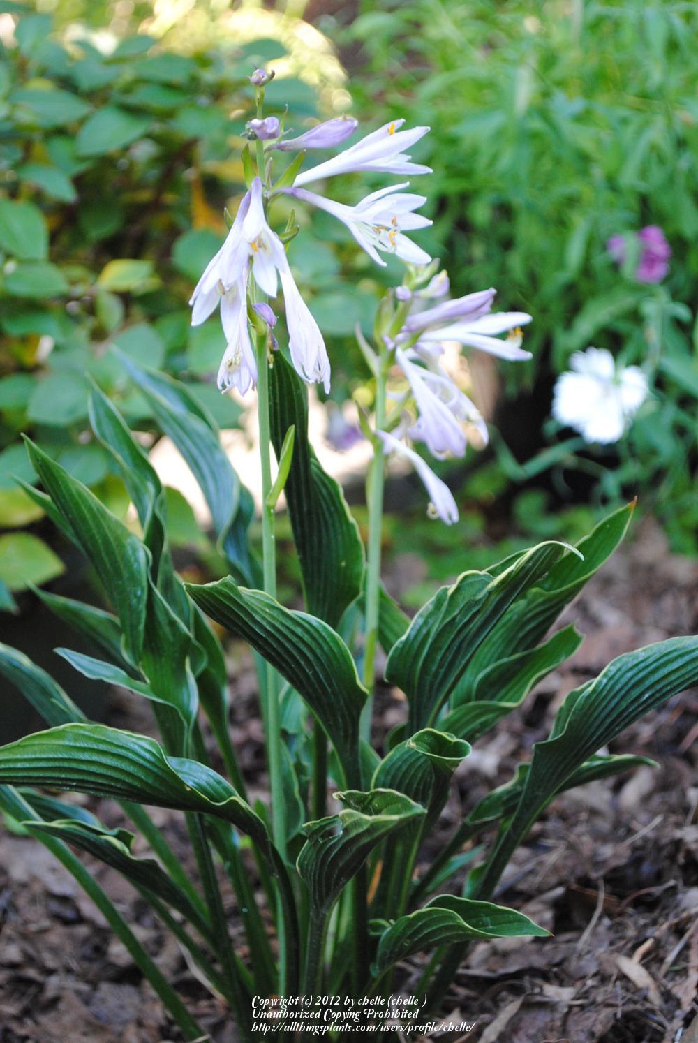 Photo of Hosta 'Praying Hands' uploaded by chelle