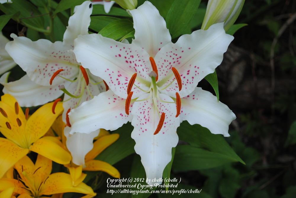Photo of Oriental Lily (Lilium 'Muscadet') uploaded by chelle