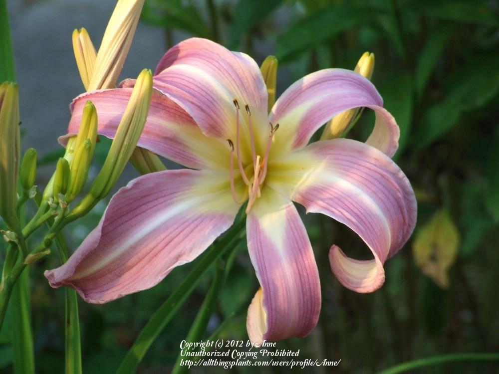 Photo of Daylily (Hemerocallis 'Orchid Corsage') uploaded by Anne