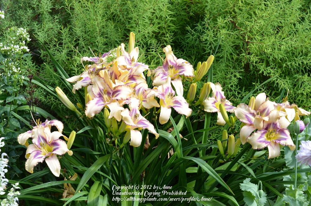 Photo of Daylily (Hemerocallis 'Destined to See') uploaded by Anne