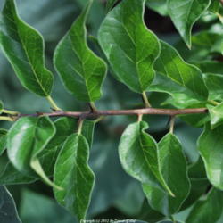 Location: West Valley City, UT
Date: 2012-07-12
You can see thorns behind each leaf.