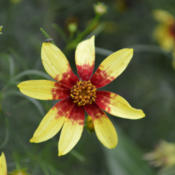 Coreopsis 'Route 66' is very hardy.