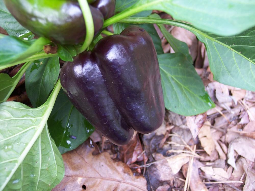 Photo of Bell Pepper (Capsicum annuum 'Mavras') uploaded by farmerdill