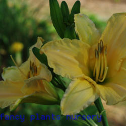 
Date: 2012-06-09
Photo Courtesy of Mr. Fancy Plants Daylily Nursery Used with Perm
