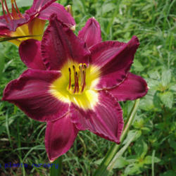 
Date: 2011-07-09
Photo Courtesy of Mr. Fancy Plants Daylily Nursery Used with Perm