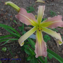 
Date: 2011-07-10
Photo Courtesy of Mr. Fancy Plants Daylily Nursery Used with Perm