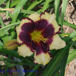
Date: 2011-07-03
Photo Courtesy of Mr. Fancy Plants Daylily Nursery Used with Perm