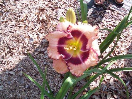 Photo of Daylily (Hemerocallis 'Over the Mountain') uploaded by vic