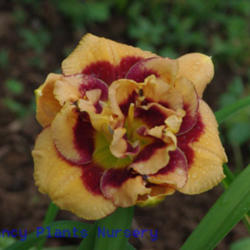 
Date: 2011-05-27
Photo Courtesy of Mr. Fancy Plants Daylily Nursery Used with Perm