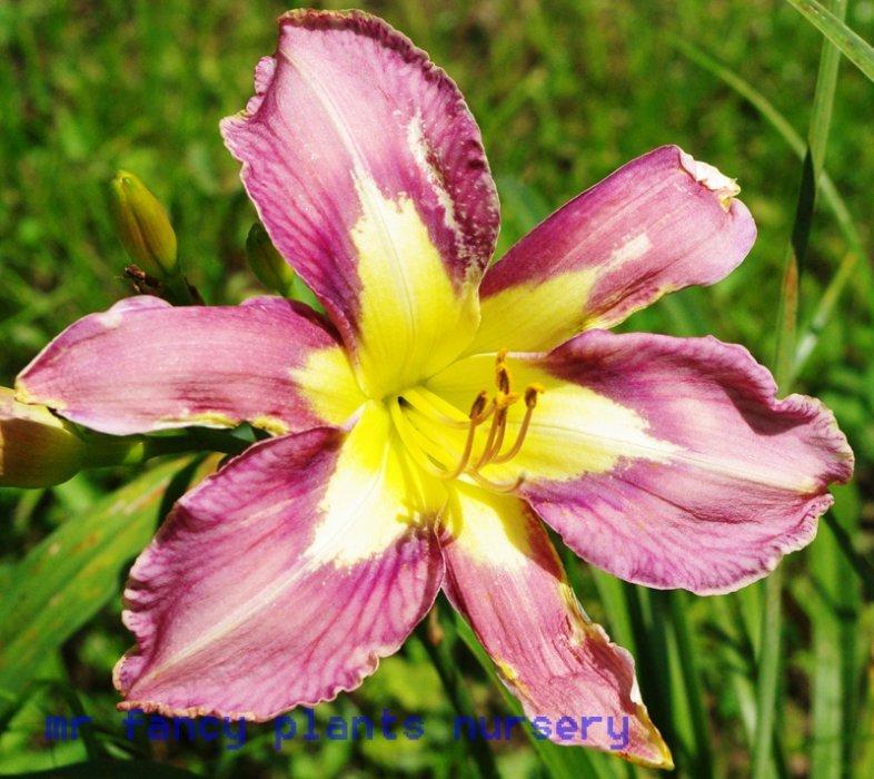 Photo of Daylily (Hemerocallis 'Aerial Applique') uploaded by vic