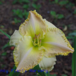 
Date: 2011-06-05
Photo Courtesy of Mr. Fancy Plants Daylily Nursery Used with Perm