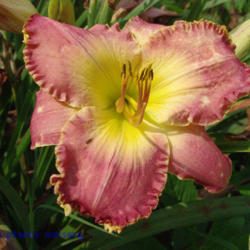 
Date: 2011-07-20
Photo Courtesy of Mr. Fancy Plants Daylily Nursery Used with Perm