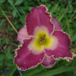 
Date: 2011-07-20
Photo Courtesy of Mr. Fancy Plants Daylily Nursery Used with Perm