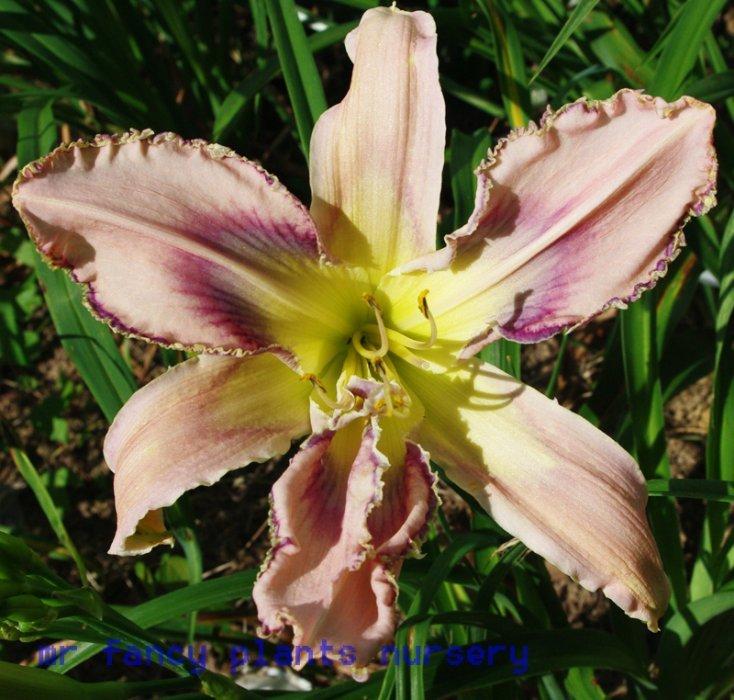 Photo of Daylily (Hemerocallis 'Entwined in the Vine') uploaded by vic