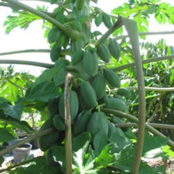 Location: Southwest Florida
Date: July 2012
unripe fruit.