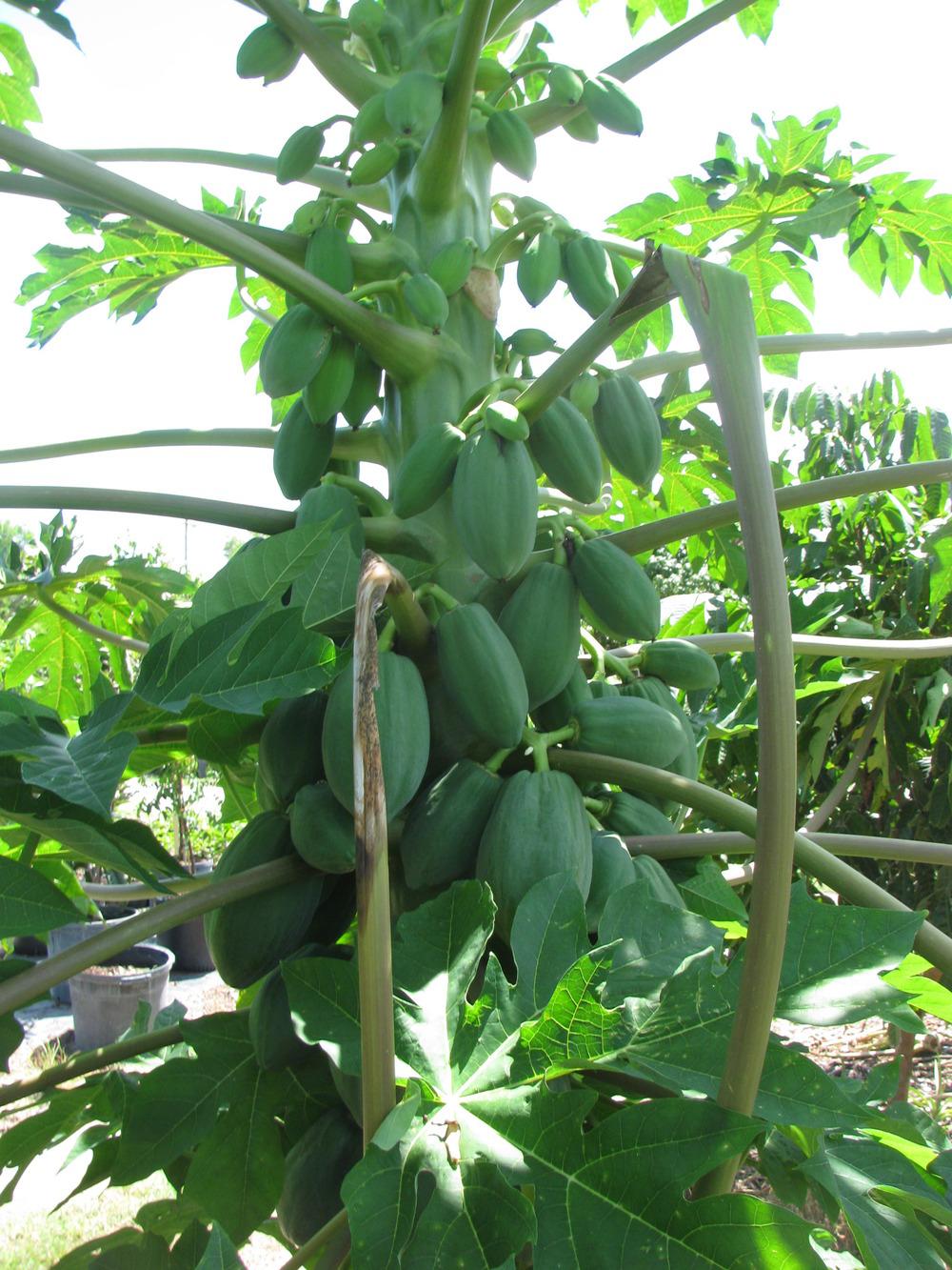 Photo of Papaya (Carica papaya) uploaded by Dutchlady1