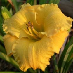 
Photo Courtesy of Earlybird Daylilies. Used with Permission.