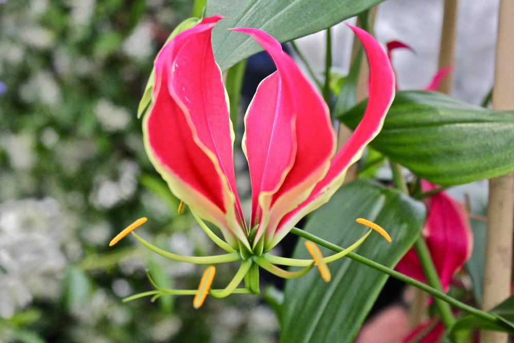 Photo of Gloriosa Lily (Gloriosa superba 'Rothschildiana') uploaded by NEILMUIR1