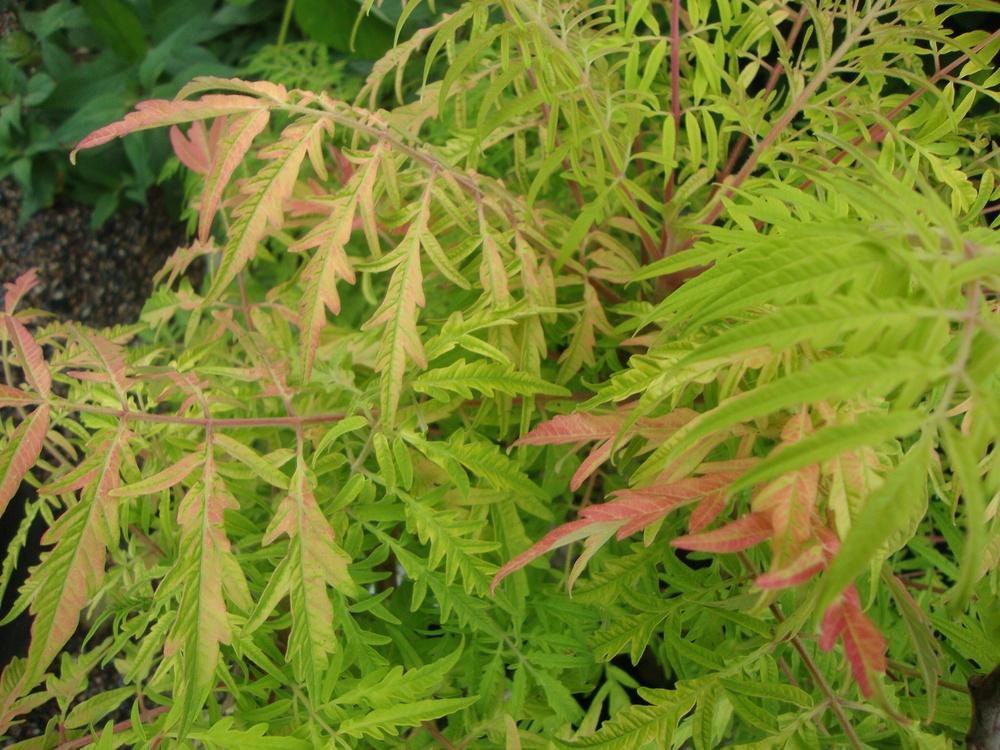 Photo of Staghorn Sumac (Rhus typhina Tiger Eyes®) uploaded by Paul2032