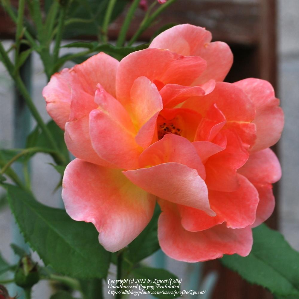 Photo of Rose (Rosa 'Westerland') uploaded by Zencat