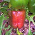 A Quick Tip: Grow Peppers in Your Landscaping