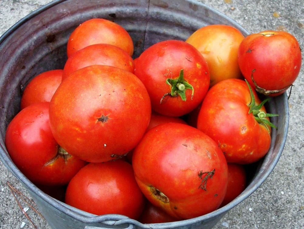 Photo of Tomato (Solanum lycopersicum 'Park's Whopper') uploaded by farmerdill