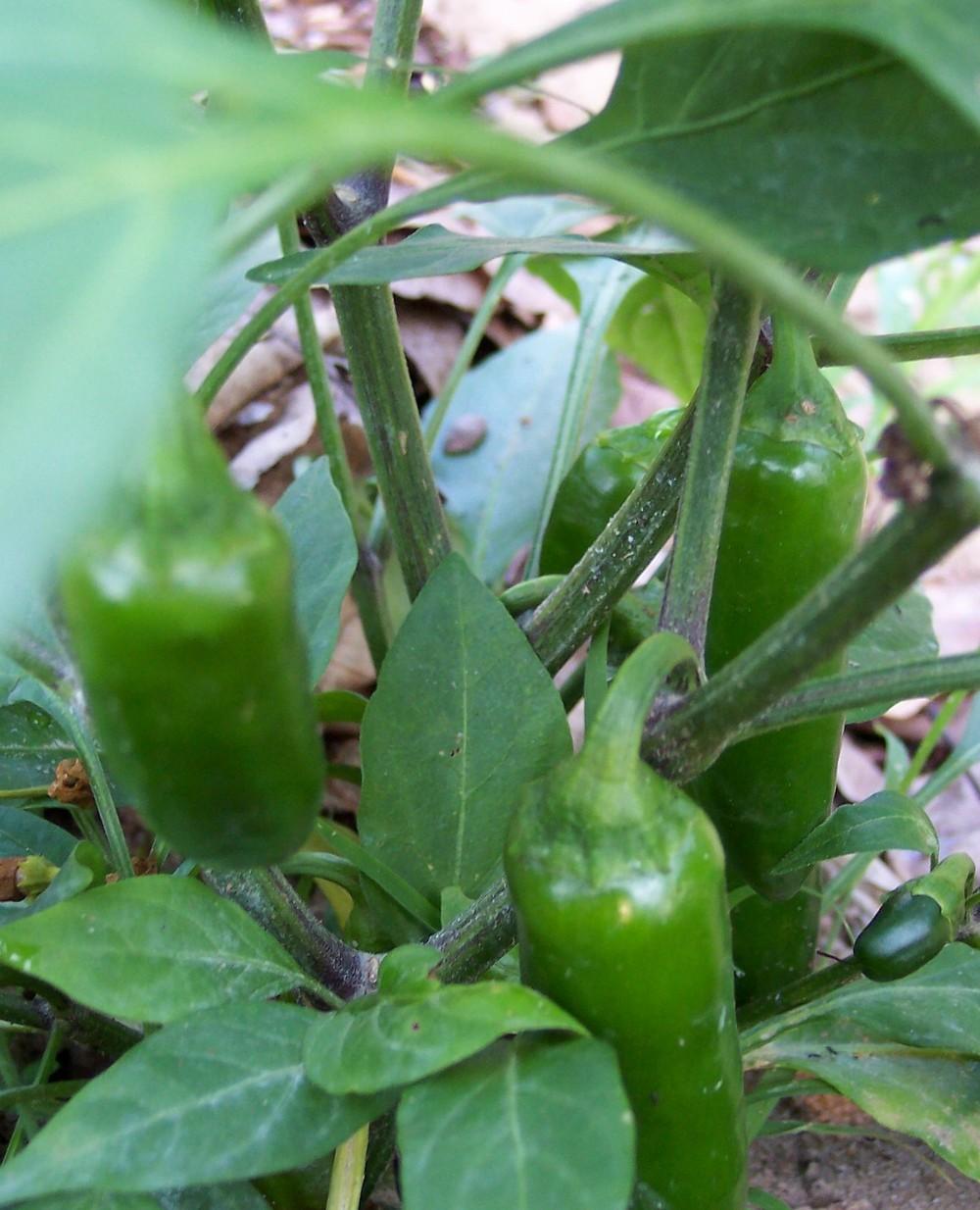 Photo of Hot Pepper (Capsicum annuum 'TAM Mild Jalapeno I') uploaded by farmerdill