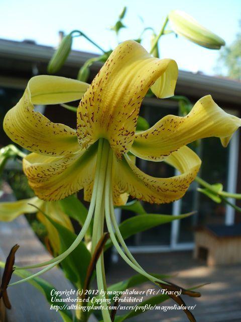 Photo of Henry's Lily (Lilium henryi) uploaded by magnolialover