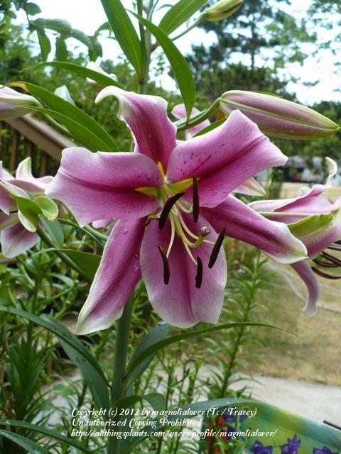Photo of Lily (Lilium 'Paraguay') uploaded by magnolialover